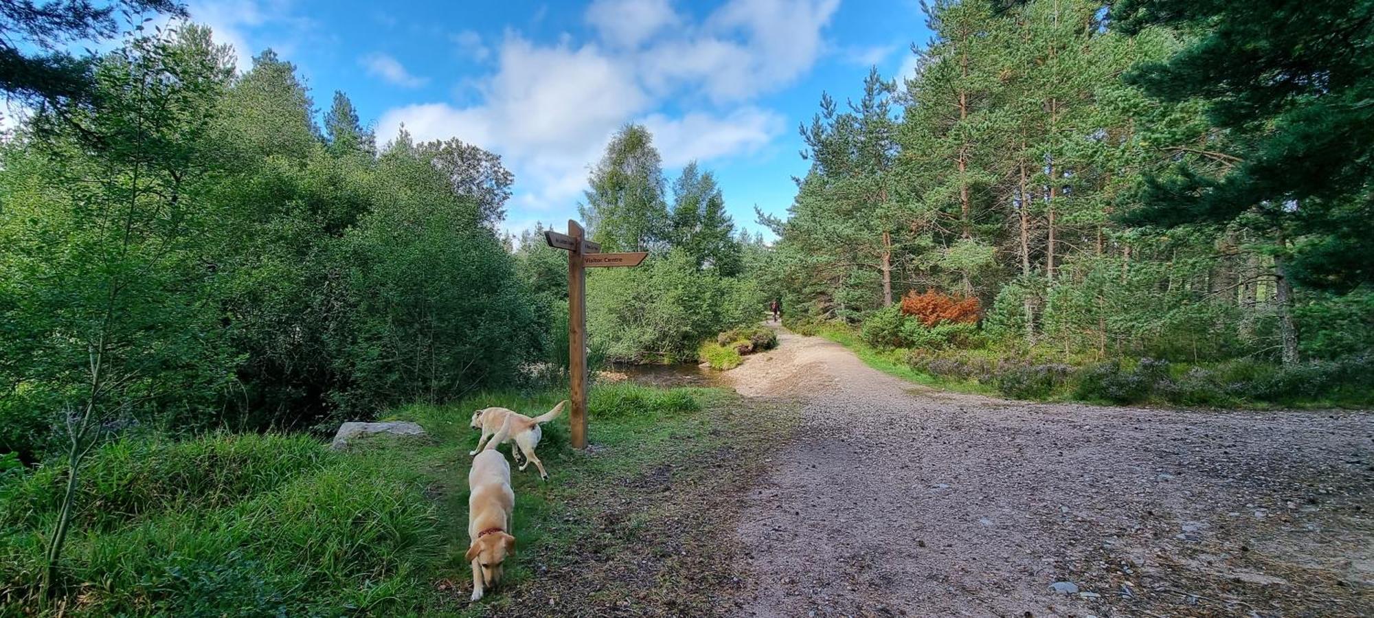 The Shelter Stone Cottage Aviemore Esterno foto